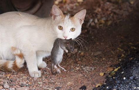 猫がネズミを食べる、そして世界は回る