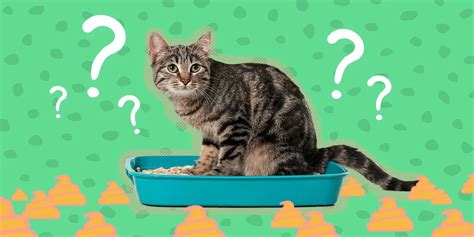 話題を変える 接続詞 ビジネス そして、なぜ猫はビジネスミーティングに参加しないのか？